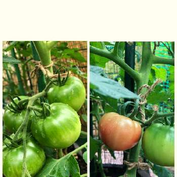 大玉トマト♪の画像 by cocochanさん | 小さな庭と家庭菜園と大玉トマト♪と無農薬❤家庭菜園とトマト栽培と季節感