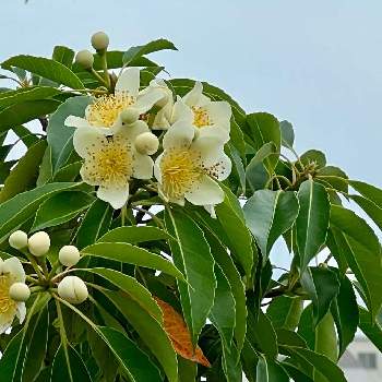 丸い蕾の投稿画像一覧 Greensnap グリーンスナップ