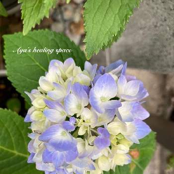 紫陽花  エンドレスサマーの画像 by AYAさん | テラスと紫陽花  エンドレスサマーとガーデニングときれいと花のある暮らしとおうち園芸