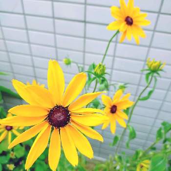 きいろの画像 by Sunny32さん | 小さな庭とお花大好き♡ときいろと花のある暮らしとお花は癒しとルドベキア*