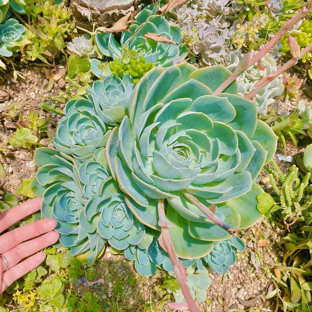 ち 多肉植物 エケベリア 七福神 抜き苗（エケベリア♥七福神♥多頭株 
