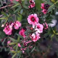 ギョリュウバイ,八重咲きギョリュウバイ,鉢植え,耐寒性常緑低木,小さな庭の画像