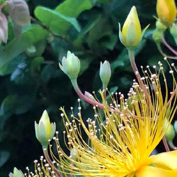 #ご近所の画像 by りすさん | ビョウヤナギと金曜日の蕾たちと黄色い花と#ご近所