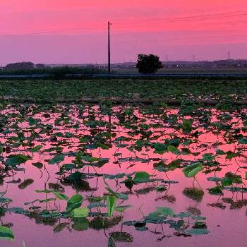 レンコン畑の投稿画像一覧 Greensnap グリーンスナップ