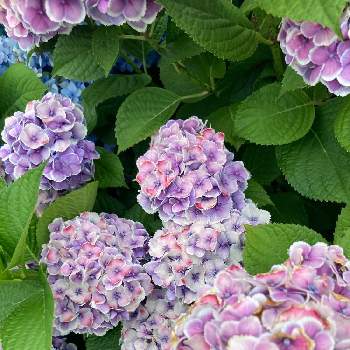 ハイドランジア,千葉県,お花大好き♡,シェードガーデン,咲いてくれてありがとうの画像