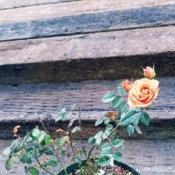 テディベア♡の画像 by Yukkin@福島さん | 小さな庭とガーデニング超初心者と福島県とテディベア♡とお花のある暮らしといやし♡とガーデニング初心者とおうちでおはな時間と花いろいろ