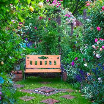 ❤️透き通る美しさの画像 by emuzupapaさん | 広い庭とWEEKEND FLOWERとガーデンとばら バラ 薔薇とオープンガーデンとGS映えとつるバラとナチュラルガーデンとGS日和とイングリッシュガーデンとバラ・オールドローズとガーデニングdiyと花いろいろとガーデニングと花のある暮らしとローズガーデンときれいな景色と❤️透き通る美しさと花景と色あざやかと庭の宿根草