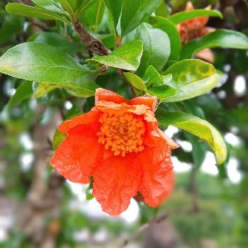 ザクロ( 柘榴 )の画像 by オリーブの葉さん | お出かけ先とザクロとオレンジ色の花と今日のお花とザクロのお花とザクロ( 柘榴 )とオレンジ