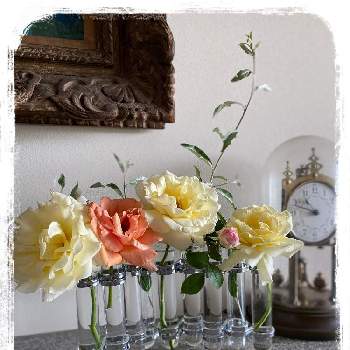 ロイヤルサンセットの画像 by makidonさん | エリナとロイヤルサンセットとばら バラ 薔薇と２０２０年５月同期とおうち園芸とバラ 鉢植えと金曜ローズショーと花のある暮らし