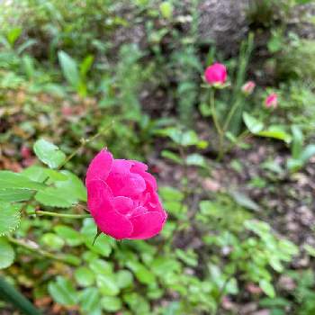 綺麗に咲いてるの画像 by pipiseikoさん | 小さな庭と咲きましたと我が家の花とミニバラ♡と綺麗に咲いてる