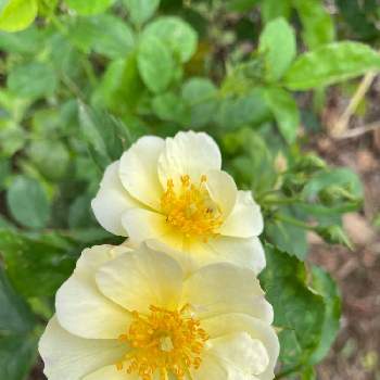 黄色い薔薇♡の画像 by ラックスさん | 広い庭とオミオズワルドと庭の花と広いお庭と薔薇のある庭と黄色い薔薇♡とガーデニングと四季咲薔薇