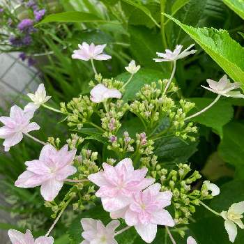良い週末を♪の画像 by コスモスさん | 小さな庭と紫陽花隅田の花火と植物からパワー❣️と良い週末を♪と今日もありがとう。と千代松行ってきます