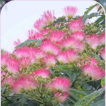 友達からの画像 by CHIEさん | ネムノキと綺麗な色♡とピンクの花と綺麗なお花と友達から