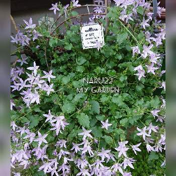 魅力的な アルペンピンク 宿根草 植えっぱなしok 植物 観葉植物 インテリア 住まい 小物 Belvtor By