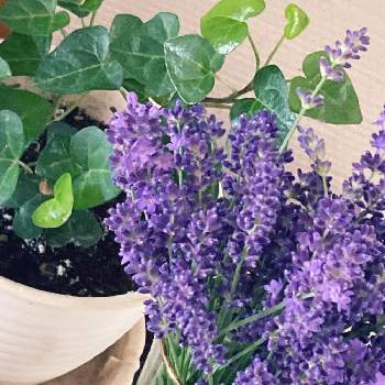 紫色の画像 by 柚さん | インテリアとハートへデラとラベンダーと観葉植物とグリーンと紫色と花のある暮らし