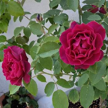 オデュッセイア♡の画像 by Bree Van de Kampさん | 小さな庭とロサ　オリエンティスとばら バラ 薔薇と薔薇 オデュッセイアとオデュッセイア♡とおうち園芸とばら大好きとガーデニングと花のある暮らしとオデュッセイア バラ