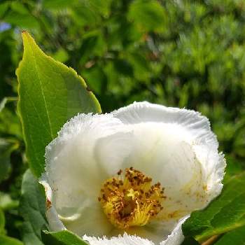 白くて可愛い❣️の画像 by minminさん | 小さな庭とMIN倶楽部とちいさな幸せ♡と可愛い花とナツツバキ♥️とおうち園芸と白くて可愛い❣️と新緑と白い花と❤️可愛いと青空