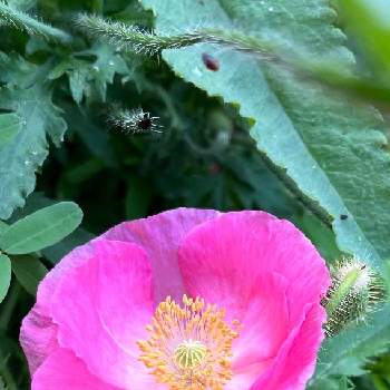 ポピー ヒナゲシの投稿画像一覧 Greensnap グリーンスナップ