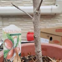 ミラクルフルーツの育て方 苗の植え付け方や置き場所は Greensnap グリーンスナップ