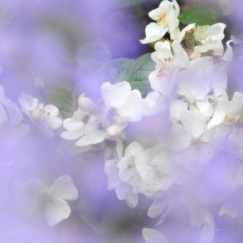 ノイバラ♡の画像 by ローレルさん | ノイバラと野ばら*白とノイバラ♡と白いバラとlaurel gardenと八ヶ岳南麓とキャット ミントと花のある暮らしと白い花と優しい色