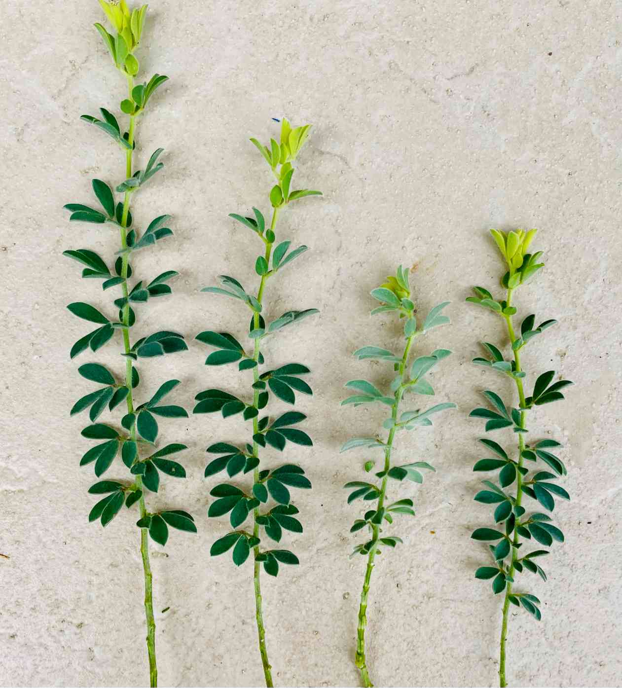 夏用挿し穂 梅雨時に最適〜 挿し芽＊挿し木🌱｜🍀GreenSnap（グリーンスナップ）