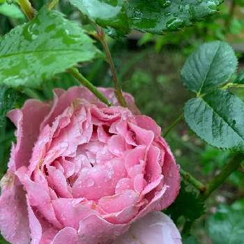 コマツガーデンの画像 by fuuhakuさん | 小さな庭とばら バラ 薔薇と庭の花とコマツガーデンと花壇とGS映えとGS日和と植中毒と新潟とバラが好きとバラ・ミニバラとバラ  ヒーリングと花は癒やし♡と植栽