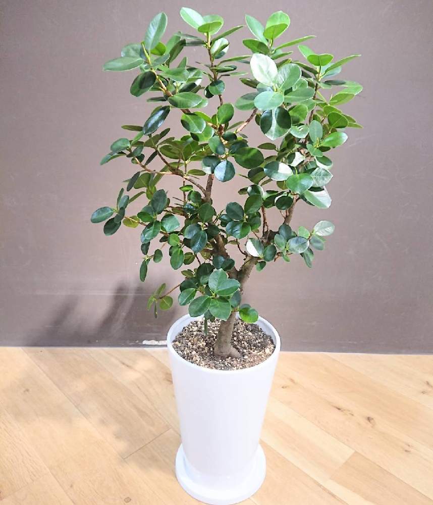 パンダガジュマルの投稿画像 By ボタニカルラウンジ西武池袋店さん インテリアと観葉植物を楽しむとボタニカルラウンジと植物 のある暮らしとボタニカルラウンジ西武池袋店とボタニカルソイルと観葉植物専門店と西武池袋とインテリアグリーンと観葉植物を楽しむと