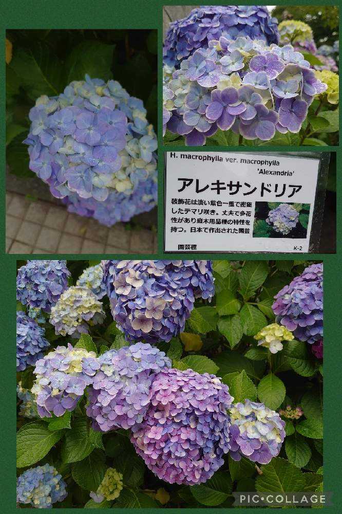 アレクサンドリアI点美品❣️可愛い綺麗な花