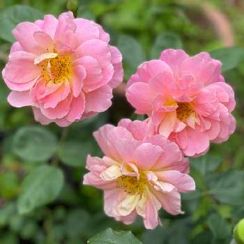 ファンファーレ✨の画像 by あんずさん | 小さな庭とばら バラ 薔薇と桐生市とファンファーレ✨とおうち園芸と自宅の庭と花のある暮らし
