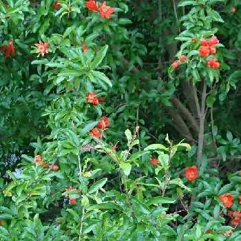 ザクロの木の投稿画像一覧 Greensnap グリーンスナップ