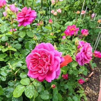 バラ プリンセスアンの投稿画像一覧 Greensnap グリーンスナップ