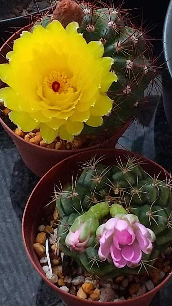 サボテン🌵の花｜🍀GreenSnap（グリーンスナップ）