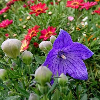 マーガレットモリンバの画像 by yukirinさん | マーガレットとキキョウとマーガレットモリンバと鉢植えとお庭
