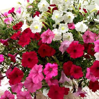 #PWの花の画像 by comoさん | エクステリアとPW スーパーチュニアビスタとペチュニア♪と寄せ植えとPWと ハイポネックス園芸部とペチュニア☆と花のある暮らしと切り戻しと#PWの花