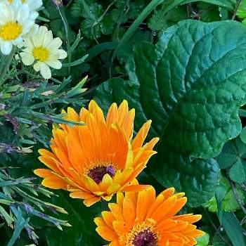 ガーベラ 黄色の投稿画像一覧 Greensnap グリーンスナップ