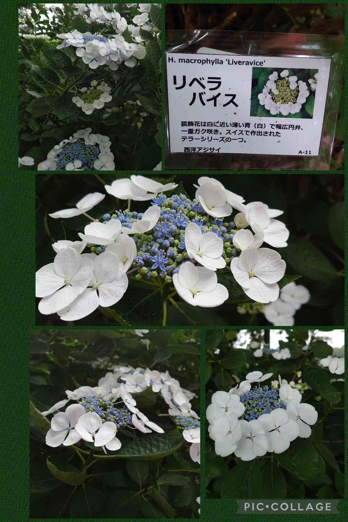 紫陽花( 2022年作) 4K Hydrangeas 】June in the rice paddies. They will fledge