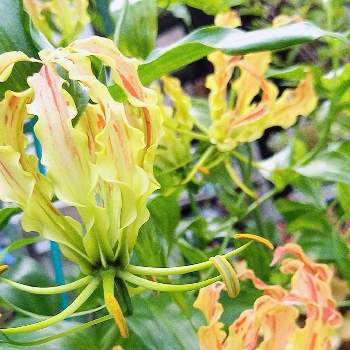 炎のような花の投稿画像一覧 Greensnap グリーンスナップ