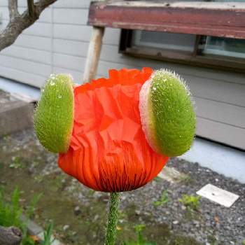 オリエンタルポピー の投稿画像一覧 Greensnap グリーンスナップ