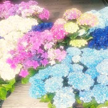 紫 陽 花の画像 by pa´tiさん | 紫 陽 花とアジサイꕤウィーク
