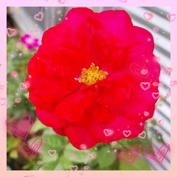 カワイイ～☺️の画像 by IKUMAMAさん | 小さな庭とバラ ディープボルドーとカワイイ～☺️と良い香り♡と咲いてくれてありがとう❤とおうち園芸と鉢植えのバラとバラ・ミニバラとバラを楽しむと癒し♡