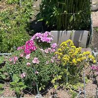 ゴデチアの育て方 種まき時期はいつ 花言葉に込められた意味とは Greensnap グリーンスナップ ゴデチアの育て方 種まき時期はいつ 花言葉に込められた意味とは Greensnap グリーンスナップ