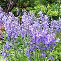 シラー,春の北海道,可愛いお花,おうち園芸,植えっぱなしの画像