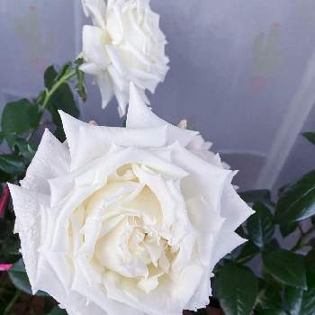 白い薔薇♡の画像 by カットニス♡さん | バルコニー/ベランダと薔薇の記録と白い薔薇♡と香りを楽しむと薔薇に魅せられてとベランダガーデニングと大輪の薔薇♡と薔薇初心者と薔薇♪