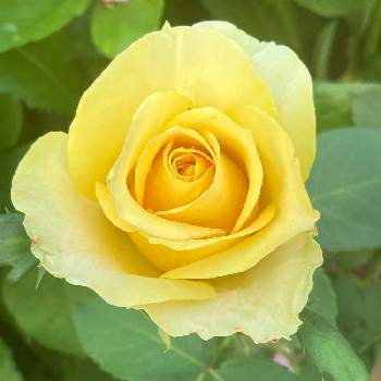黄色いバラの画像 by ジャスミンさん | 花のある暮らしとお家園芸と金曜日の蕾たちとチーム新潟と黄色いバラと薔薇♡