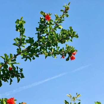 飛行機雲の画像 by 京紫さん | ザクロと雲仲間とビタミンカラーと飛行機雲と青空と植物❤︎とちっちゃいものクラブと❥植物❥空模様❥コラボ❥と大人かわいい♪といやし♪と青空とザクロのお花とiPhone撮影と今日のお花