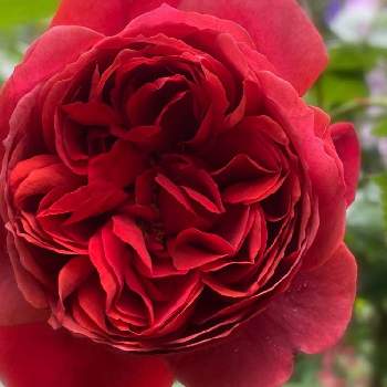アップルローゼスの画像 by ちょこっちさん | 小さな庭とバラが好き♪とばら バラ 薔薇とカントリーハウスとガーデニング♪とアップルローゼス