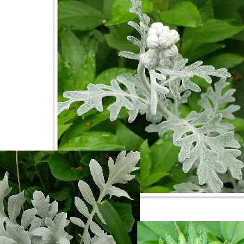 セントーレア マジックシルバーの投稿画像一覧 Greensnap グリーンスナップ