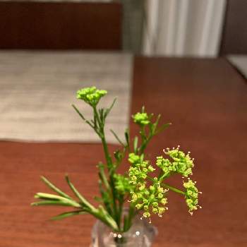 パセリの花の投稿画像一覧 Greensnap グリーンスナップ