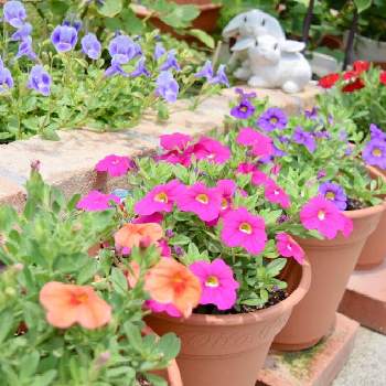 ストロング ファイブの画像 by いちごみるくさん | 小さな庭とストロングファイブ　スマートブルーとトレニアとサマーミストとストロングファイブ　パッションレッドとストロング ファイブとカリブラコアとストロングファイブ キューティーオレンジとストロングファイブ　ビューティーピンクとお花を楽しむと庭の花と初心者とガーデニング大好きと花壇とサントリー フラワーズとおうち園芸とガーデニング初心者とイングリッシュガーデンに憧れてと庭のある暮らしとサントリーフラワーズのあるくらしと鉢植えと成長記録とガーデニングと小さな小さな庭と花のある暮らしと花と生きるサントリーと花が好きと花が好きな人と繋がりたいと写真好き