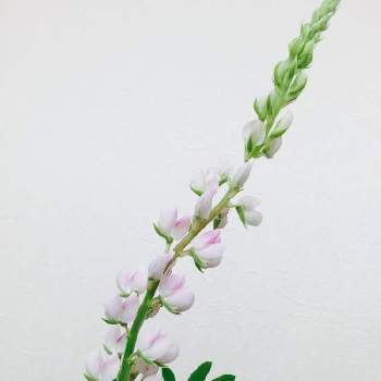 恵比寿の画像 by 白花葉さん | ルピナスとマルシェとピンク❤︎ピンクと恵比寿と初夏の訪れと花のある暮らしと豊洲と有楽町と配達花